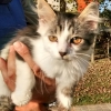 Katze zugelaufen - IMG20160923124922.jpg
